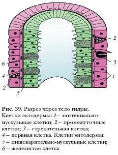 Мега омг ссылки